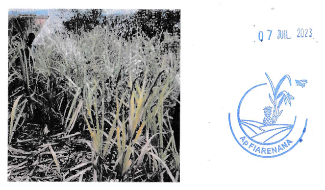 Jeunes plants